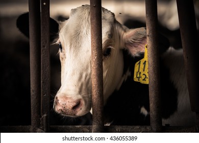 Sad Eyes Cow