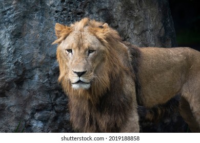 Sad Face Lion With Limp Hair