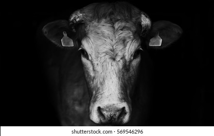 Sad farm cow close up portrait on black background.