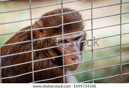 Sad fluffy monkey in a cage sits.