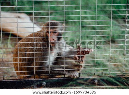 Sad fluffy monkey in a cage sits.