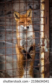 Sad Fox Behind The Bars