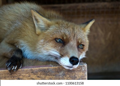 Sad Fox Lying