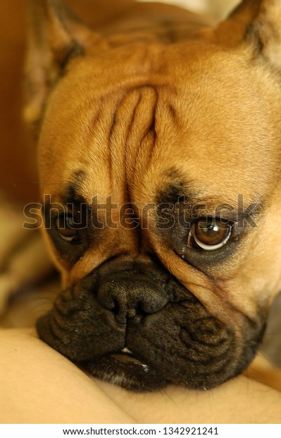 sad french bulldog