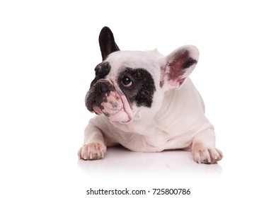 1,340 Dog Seat Down Images, Stock Photos & Vectors | Shutterstock