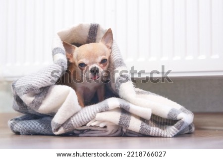 Sad frozen little small puppy Chihuahua lying on floor in plaid, blanket near heating radiator at home. Cold winter in Europe countries cities. Dog freezing in living room warming. Rising costs of gas