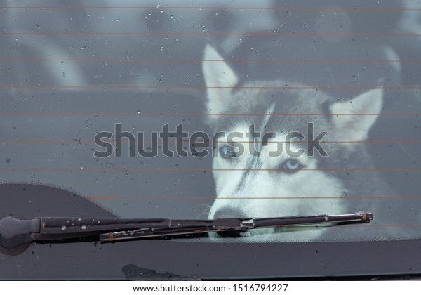 Sad and funny\
Siberian Husky dog in car, cute pet. Dog waiting for walking before\
sled dog training and race.