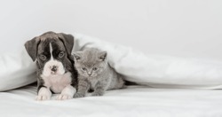Sad German Boxer Puppy And Tiny Kitten Lying Together Under Warm Blanket On A Bed At Home And Looking At Camera. Empty Space For Text