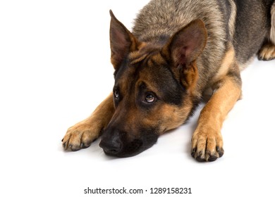 3,158 Sad german shepherd Images, Stock Photos & Vectors | Shutterstock