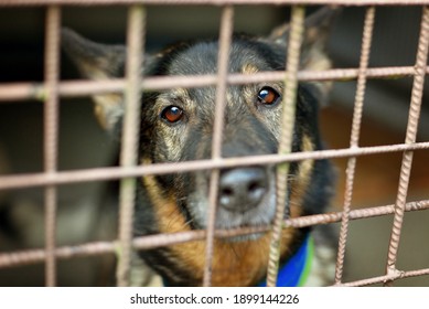 Sad German shepherd in kennel i shelter - Powered by Shutterstock