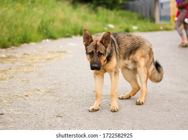 Sad german shepherd mix breed dog in gypsy village. Abused dogs. Dogs in Slovak gypsy village. - Powered by Shutterstock