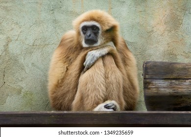 Sad gibbon is sitting in zoo