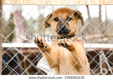 Sad ginger puppy sitting at the dog shelter. Cage for animals.
I'm waiting for a new owner.