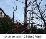 Sad, gloomy, and bare trees in Gatlingburg TN