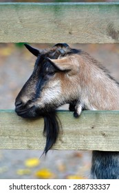 Sad Goat Behind Fence 