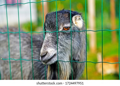 Sad Goat Behind The Net