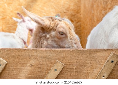 A sad goat with a downcast look behind a wooden fence. The concept of quarantine, disease or transportation of farm animals. Copy Space