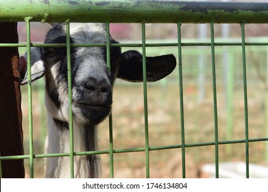 Sad Goat In The Enclosure 