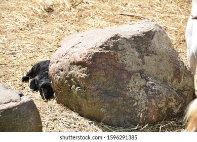 Sad Goat Is Laying By The Stone