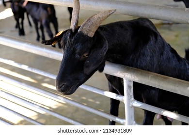 A Sad Goat Is On A Farm