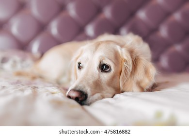 Sad Golden Retriever 