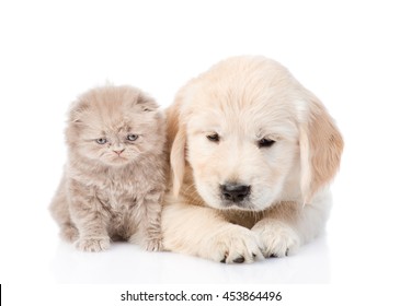 Sad Golden Retriever Puppy And Tiny Kitten Together. Isolated On White Background