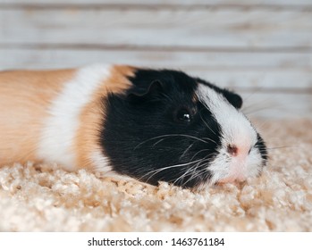 Imágenes, fotos de stock y vectores sobre Cuy | Shutterstock