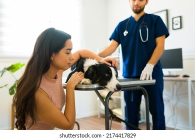 Sad hispanic woman looking upset while caring for her aged ill border collie dog at the veterinary clinic - Shutterstock ID 2174417829