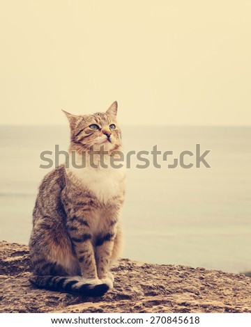Sad homeless cat sitting on the beach. The image is tinted and selective focus.