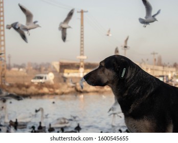 sad  homeless dog looking  birds