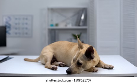 Sad Homeless Dog Lying On Table At Animal Shelter Clinic, Pet Examination, Help