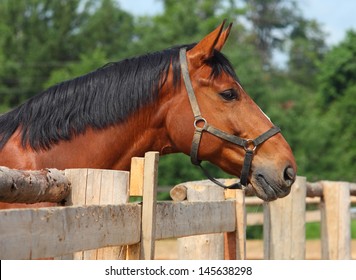 Sad Horse Is Bored In The Paddock