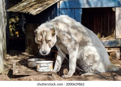 A Sad And Hungry Dog Tied To Dog House With A Chain Looks At His Way Into An Empty Pot