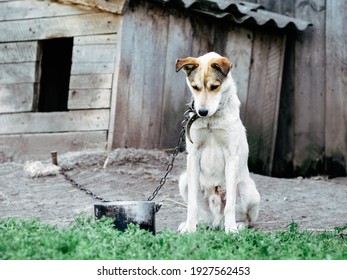 Sad, Hungry, Thin And Lonely Dog In Chain Sitting Outside Dog House. Concept Of Animal Abuse