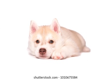 Sad Husky Puppy Isolated On White Background