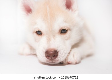 Sad Husky Puppy Isolated On White Background