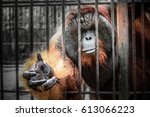 sad imprison orangutan hope for help and freedom