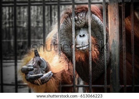 sad imprison orangutan hope for help and freedom