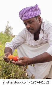 Sad Indian Farmer Looking Into Pest Or Insect Attacked Tomatoes At Farmland - Concept Of Crop Loss Or Damaged To Grown Vegetables