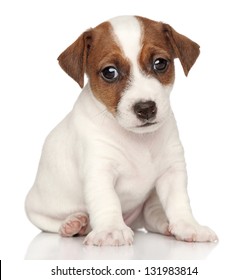 Sad Jack Russell Puppy. Close-up Portrait On A White Background