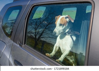 Sad Jack Russell Terrier Dog Waiting In A Locked Car Their Owners.