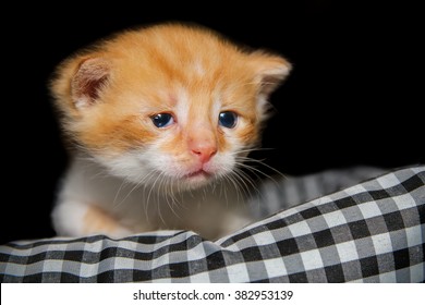 Sad Kitten