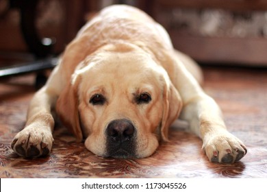 A sad labrador lies on the floor. The dog misses the owner.