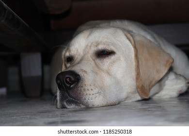 Sad Labrador Lying Down Stock Photo 1185250318 | Shutterstock