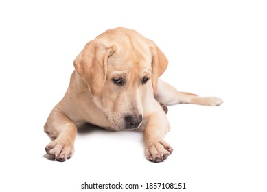 Sad Labrador Retriever Dog Lying On A White Background. Isolated Dog