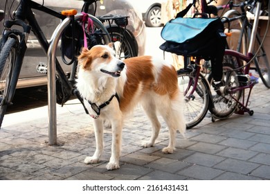 Sad leashed dog waiting for owner in front of a shop on Tel-Aviv street - Powered by Shutterstock