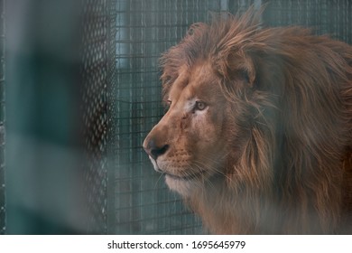 Sad Lion In A Cage At The Zoo Looks Through The Bars