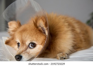 Sad Little Dog In A Veterinary Clinic Is Being Treated For A Disease. Close Up Of The Sad Face Of A German Spitz Dog In A Veterinary Collar For Wound Safety. 