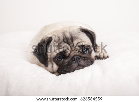 sad little pug puppy dog, lying down crying on fuzzy blanket