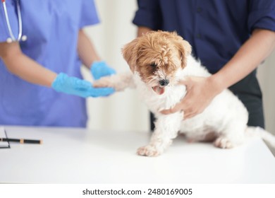 A sad little puppy had his annual checkup at the veterinarian's clinic. Veterinarian bandages the paws of a Shih Tzu dog. - Powered by Shutterstock